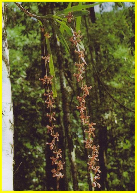 Dimorphorchis lowii