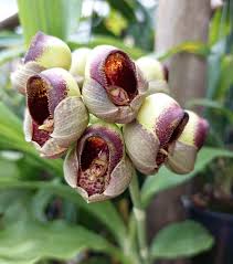 Catasetum mattosianum