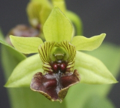 Den-convolutum Dendrobium convolutum