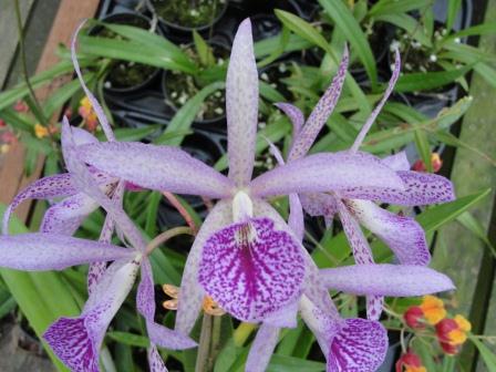 Bc. Maikai "Louise" AM/AOS