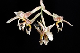 Stanhopea oculata