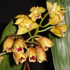 Bifrenaria vitellina