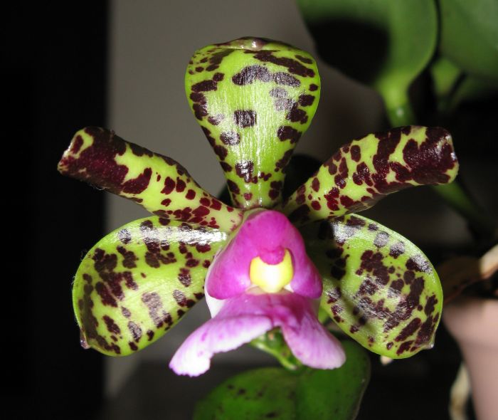 Cattleya aclandiae var. Tipo
