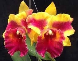 Blc. Siam Fantasy