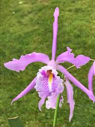 Cattleya Vestalis