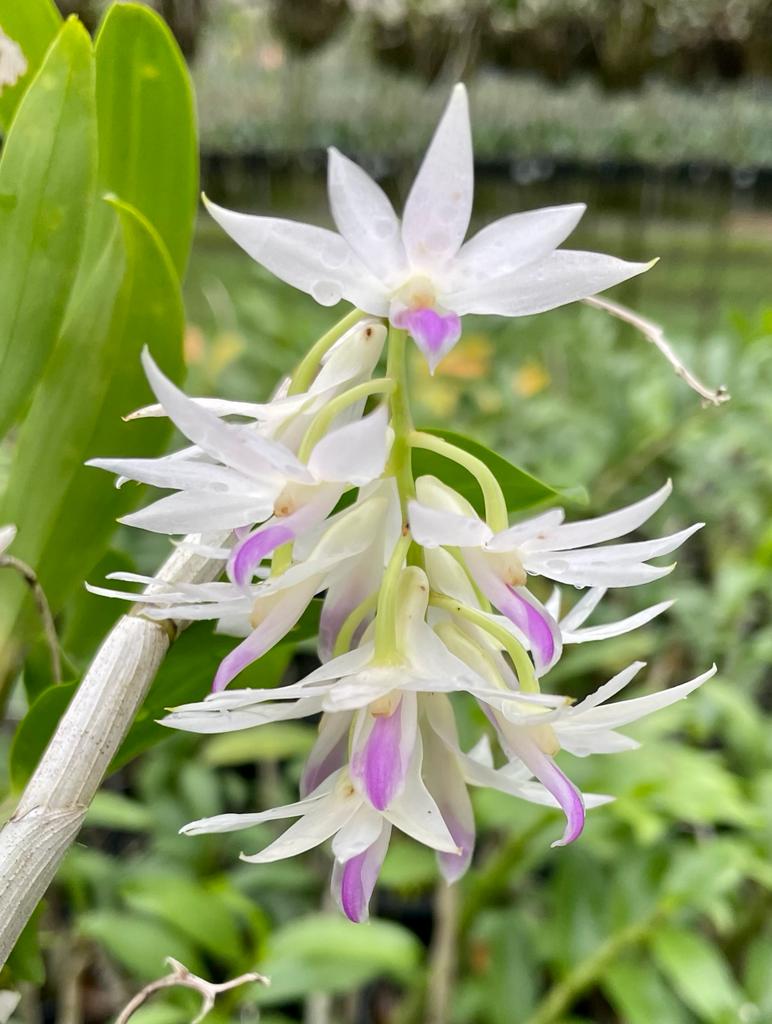 Dendrobium amethystoglossum