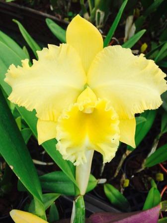 Blc. (Rlc.) Delta King "Tangerglow"