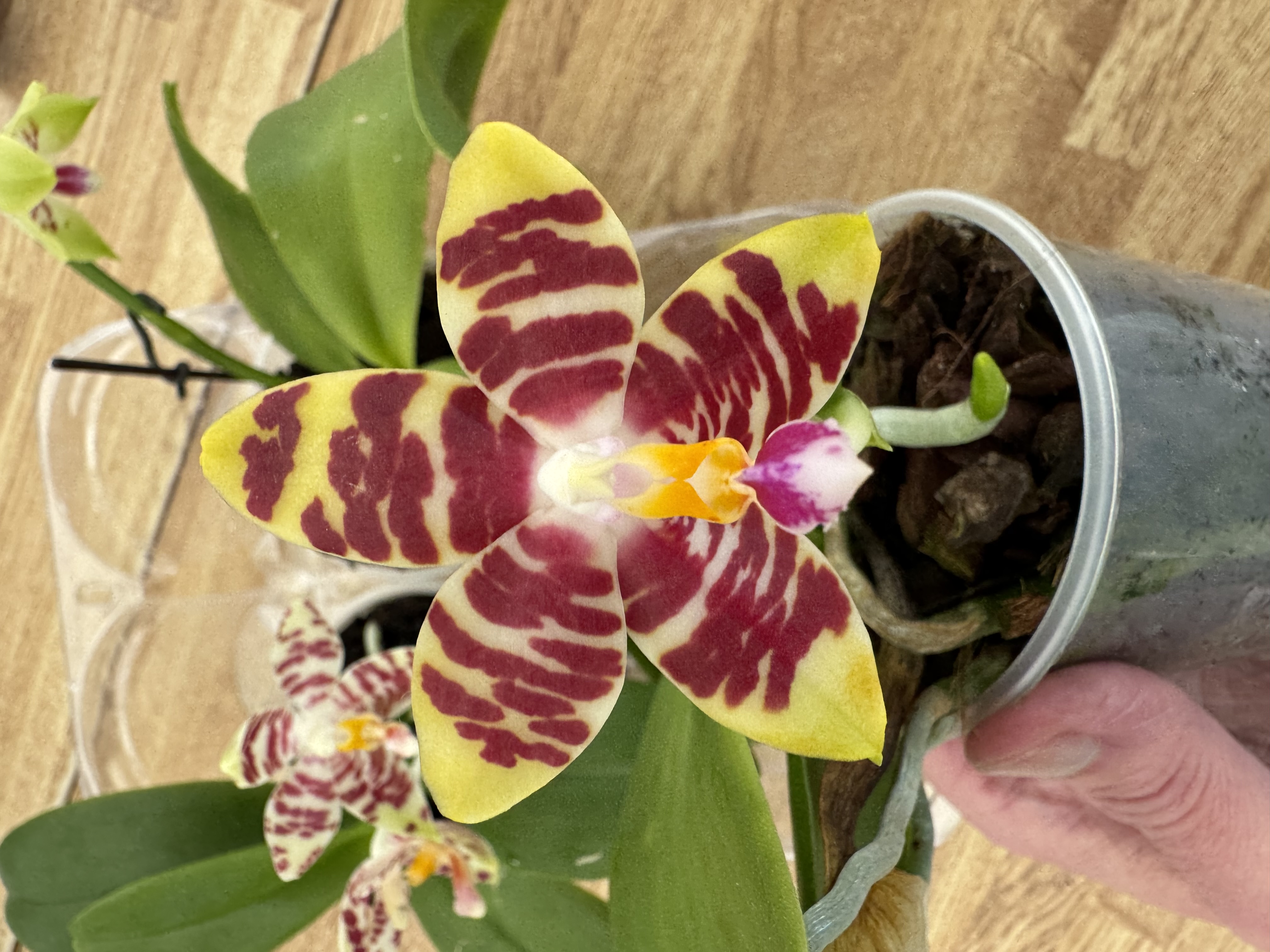 Phalaenopsis (KS Super Zebra x Yaphon Nice Girl) x (speciosa x Tetrasambo)