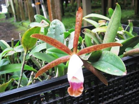 Cattleya araguaiensis