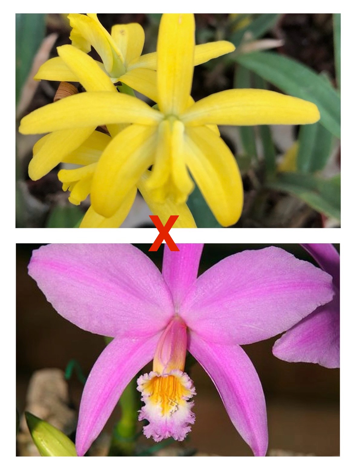 Laelia flava x jongheana