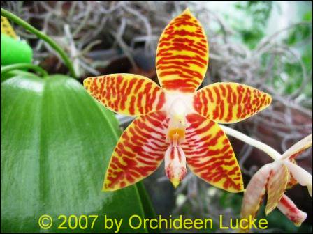 Phalaenopsis amboinensis "I-Lan" x "Common"