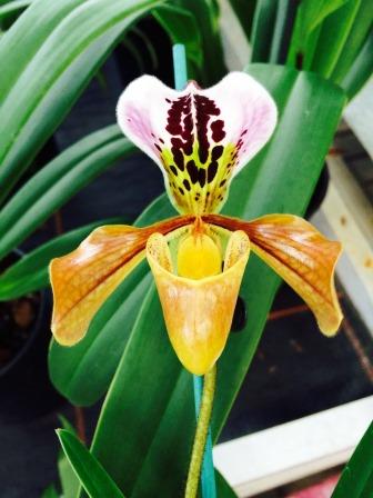 Paphiopedilum gratrixianum