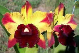 Blc. (Rlc.) Toshie Aoki "Starburst"  AM/AOS