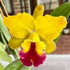 Nobiles-Golden-Fire Blc. Nobiles Golden Fire