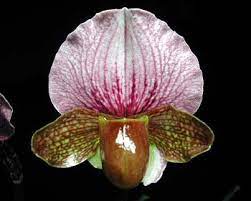 Paph-charlesworthii Paphiopedilum charlesworthii