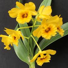 Dendrobium chrysotoxum "Suave"
