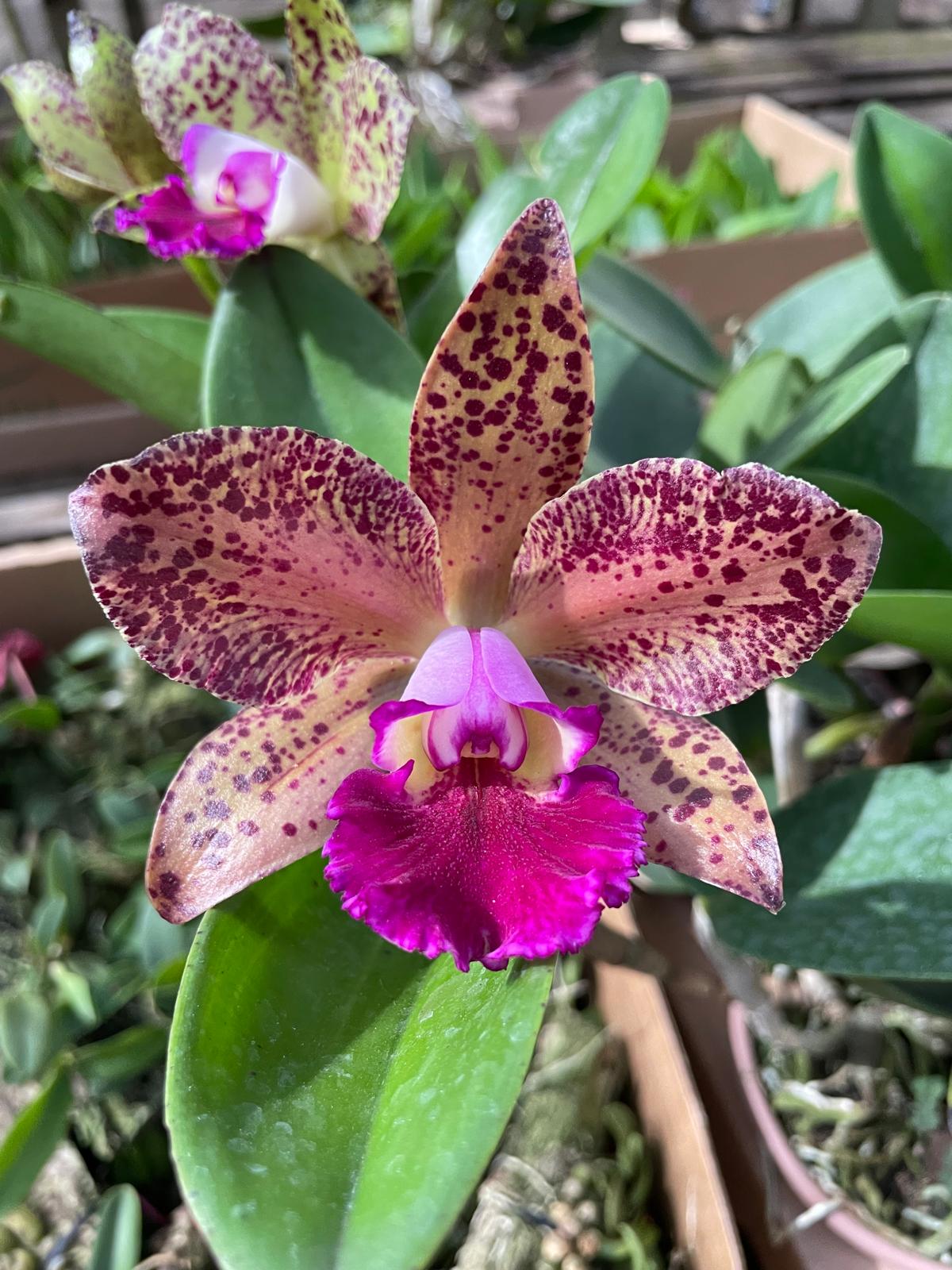 Blc. Durigan "Caramelo"