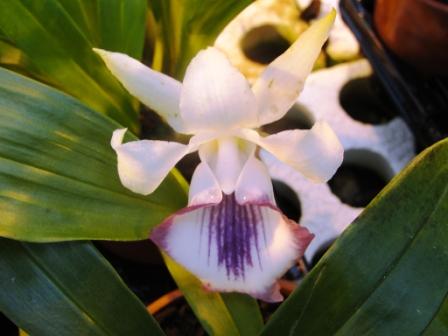 Cochleanthes Moliere Hybride
