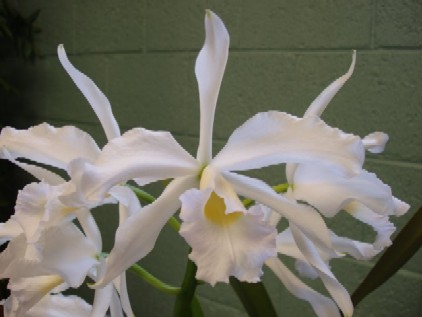 Laelia purpurata var. Alba