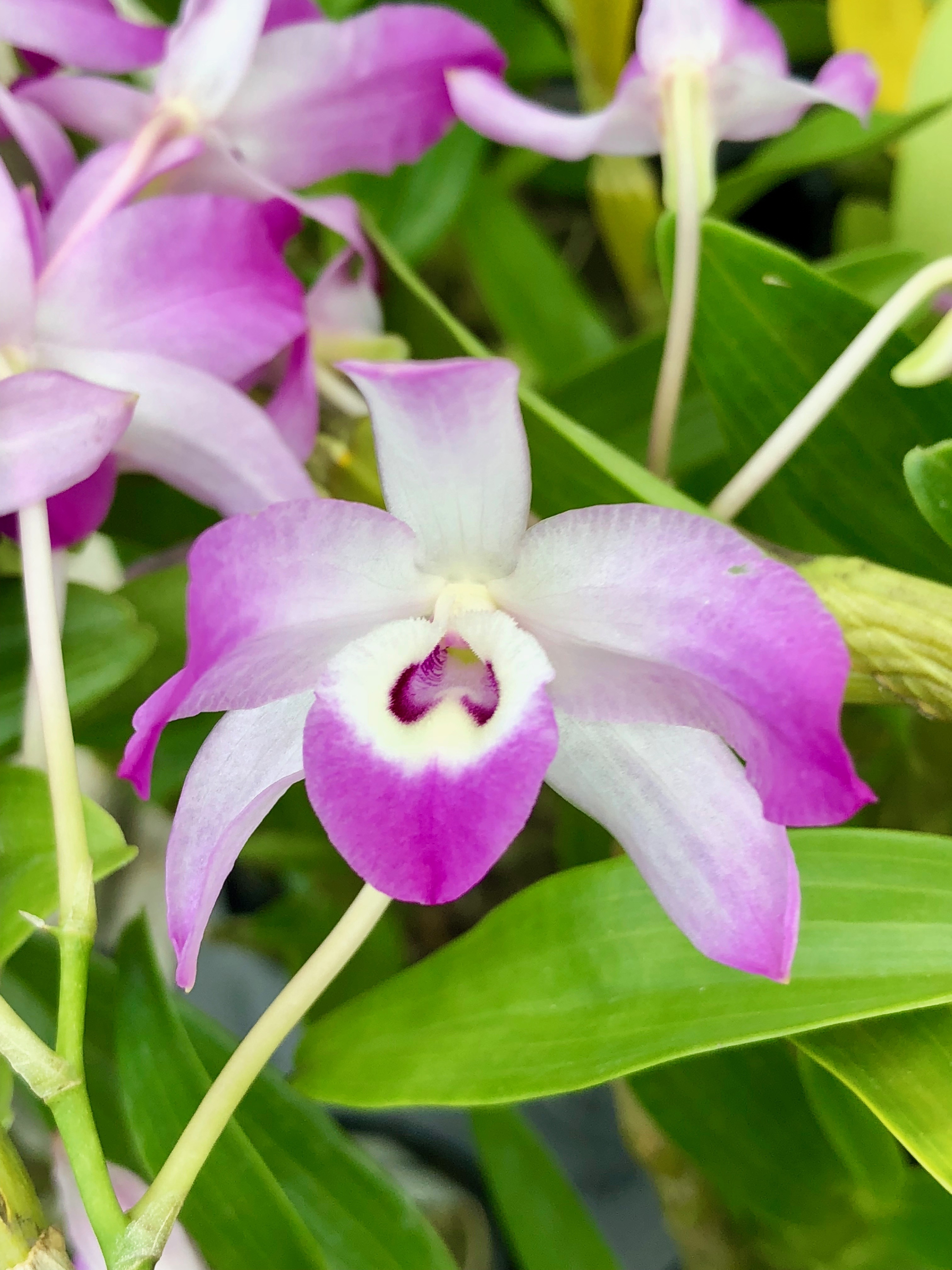 IMG_0476 Dendrobium linawianum x self