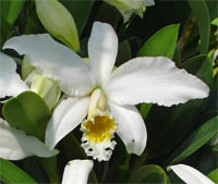 Laelia jongheana var. Alba
