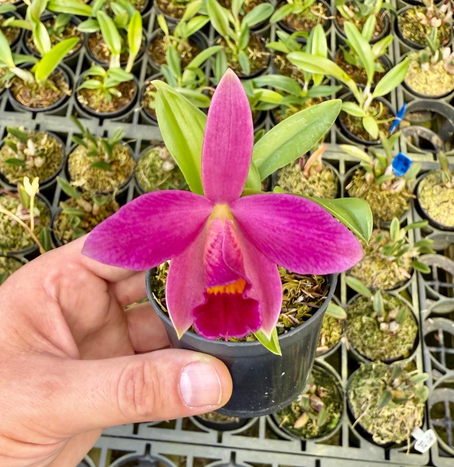 Sl. (milleri x riograndensis) x Suzanna