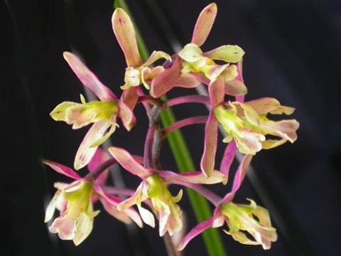 Encyclia cyperifolia