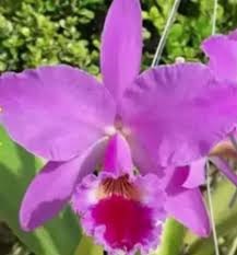 Cattleya labiata "Fogo de Serra" x "Caliman"