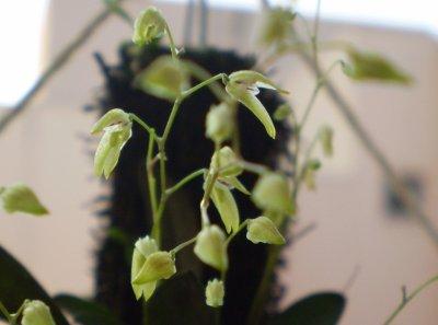 Pleurothallis grobyi