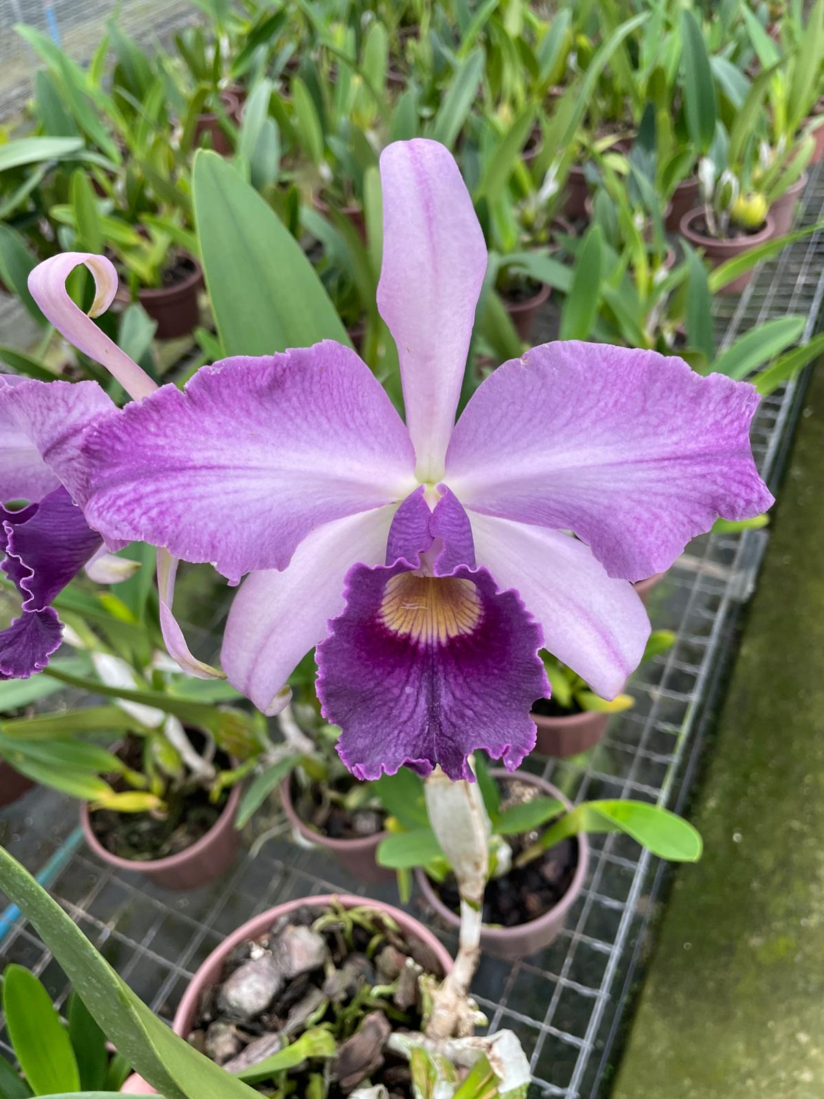 Lc. Canhamiana "Coerulea"