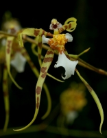 Oncidium phymatochilum
