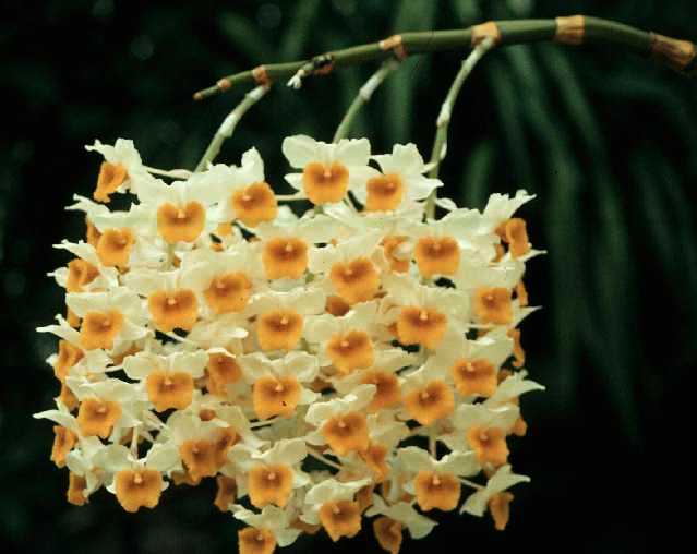 Dendrobium densiflorum