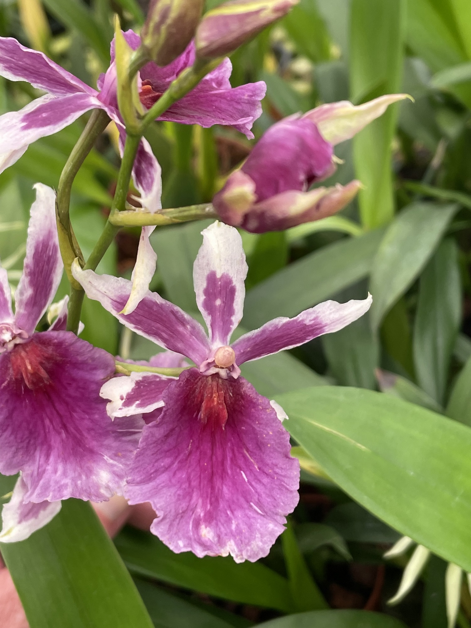 Miltonia Kibet "Belleglade"