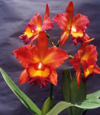 Blc. Chief Sweet Orange "Sweet Orange"