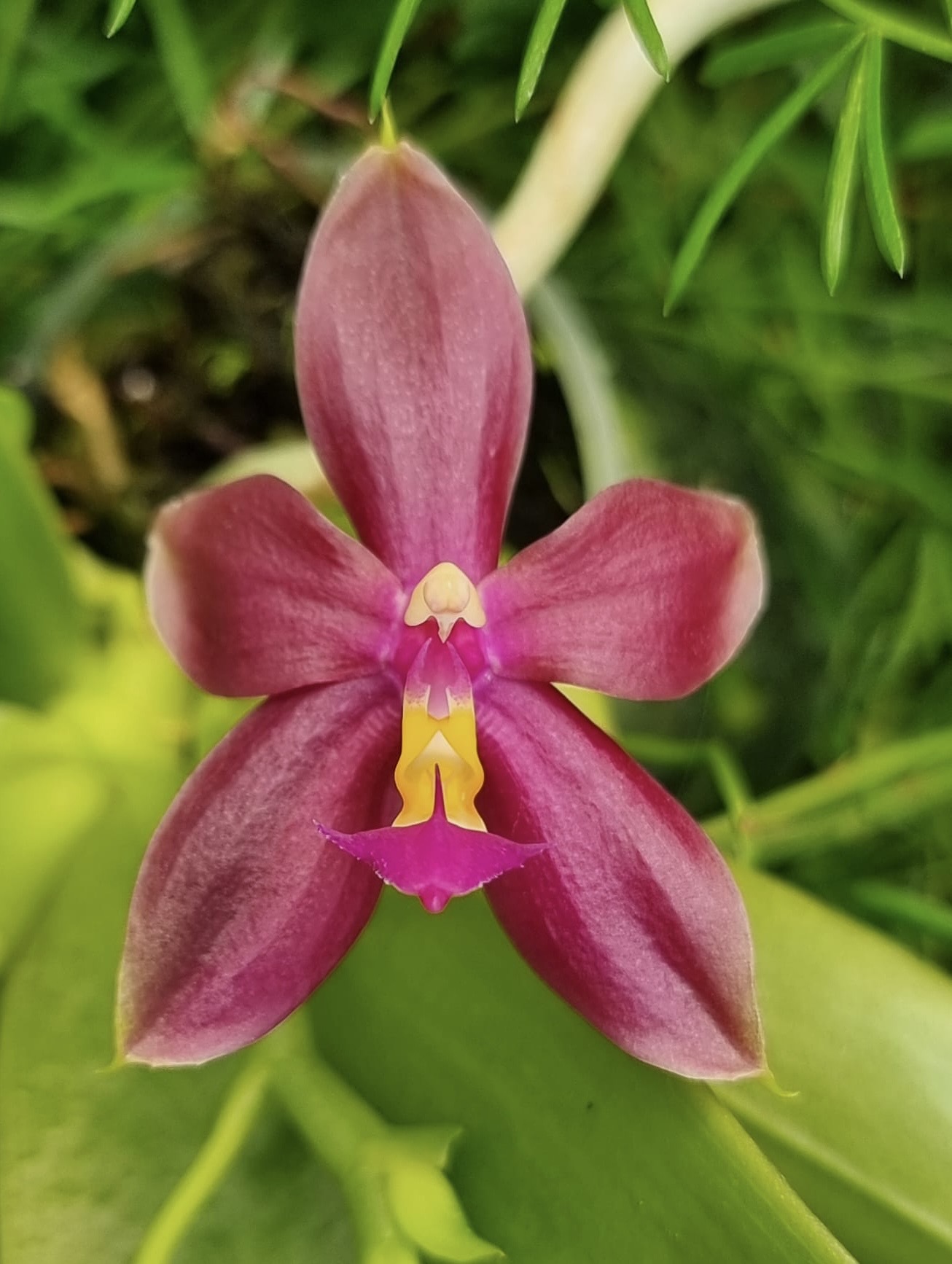 Phalaenopsis (mannii x cornu-cervi) x bellina