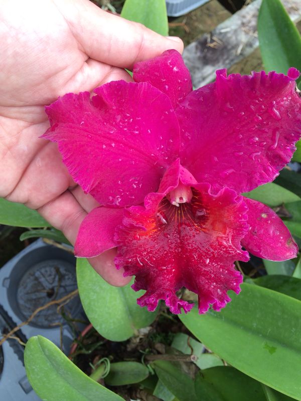 Blc. (Rlc.) Edisto "Newberry"