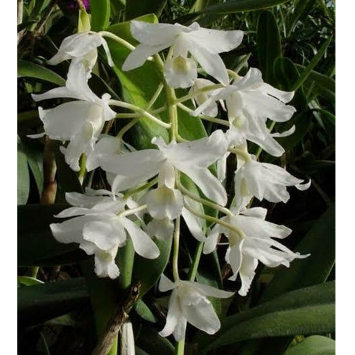 Cattleya bowringiana var. Albescens