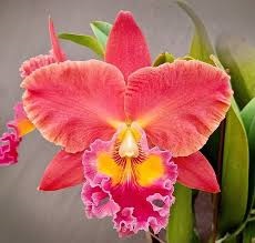 Blc. (Rlc.) Chief Fortune