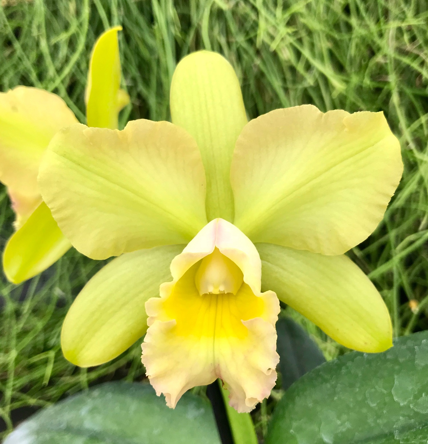 Blc. Waikiki Gold "Lea" HCC/AOS