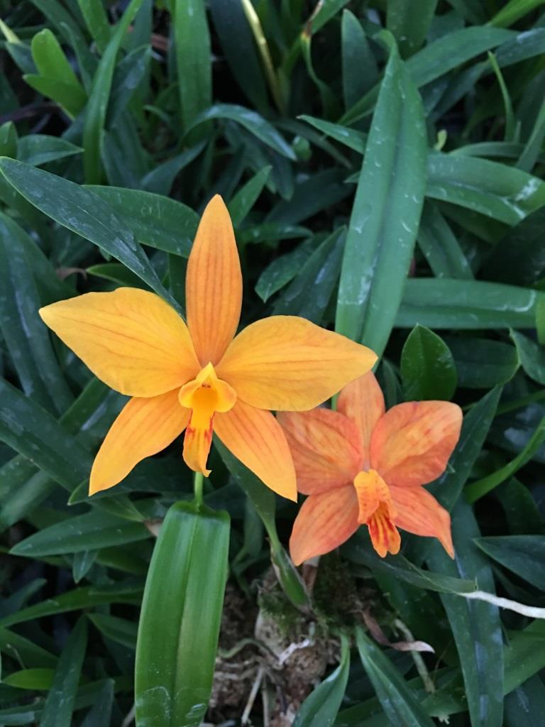 Slc. Jillicoc x Laelia harpophylla
