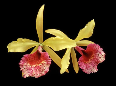 Blc. (Rlc.) Keowee "Mendenhall" AM/AOS