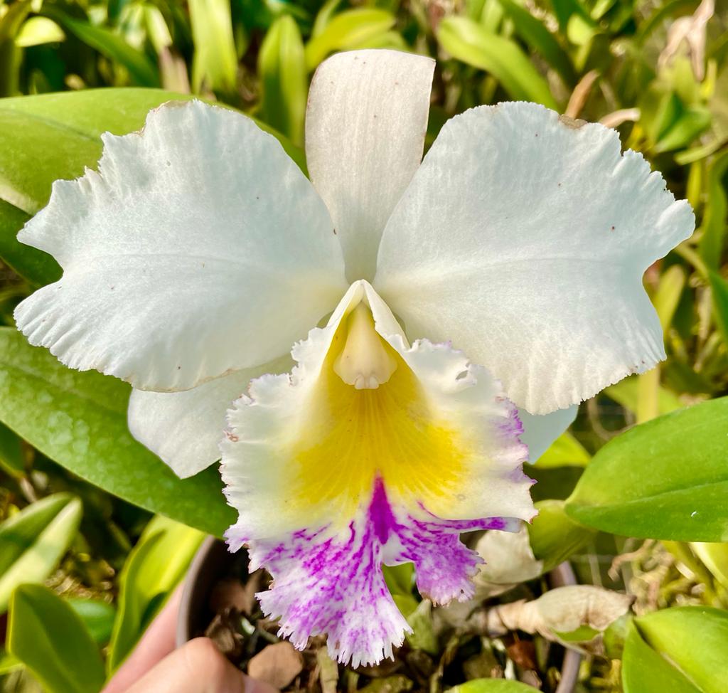 Bc. Pastoral "Ariel Carnier"