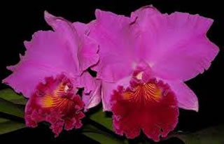 Blc. Amy Wakasugi "Yamanashi"
