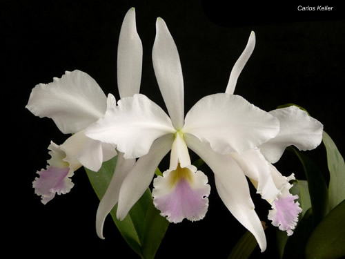 Cattleya labiata var. Amesiana
