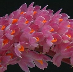Dendrobium secundum