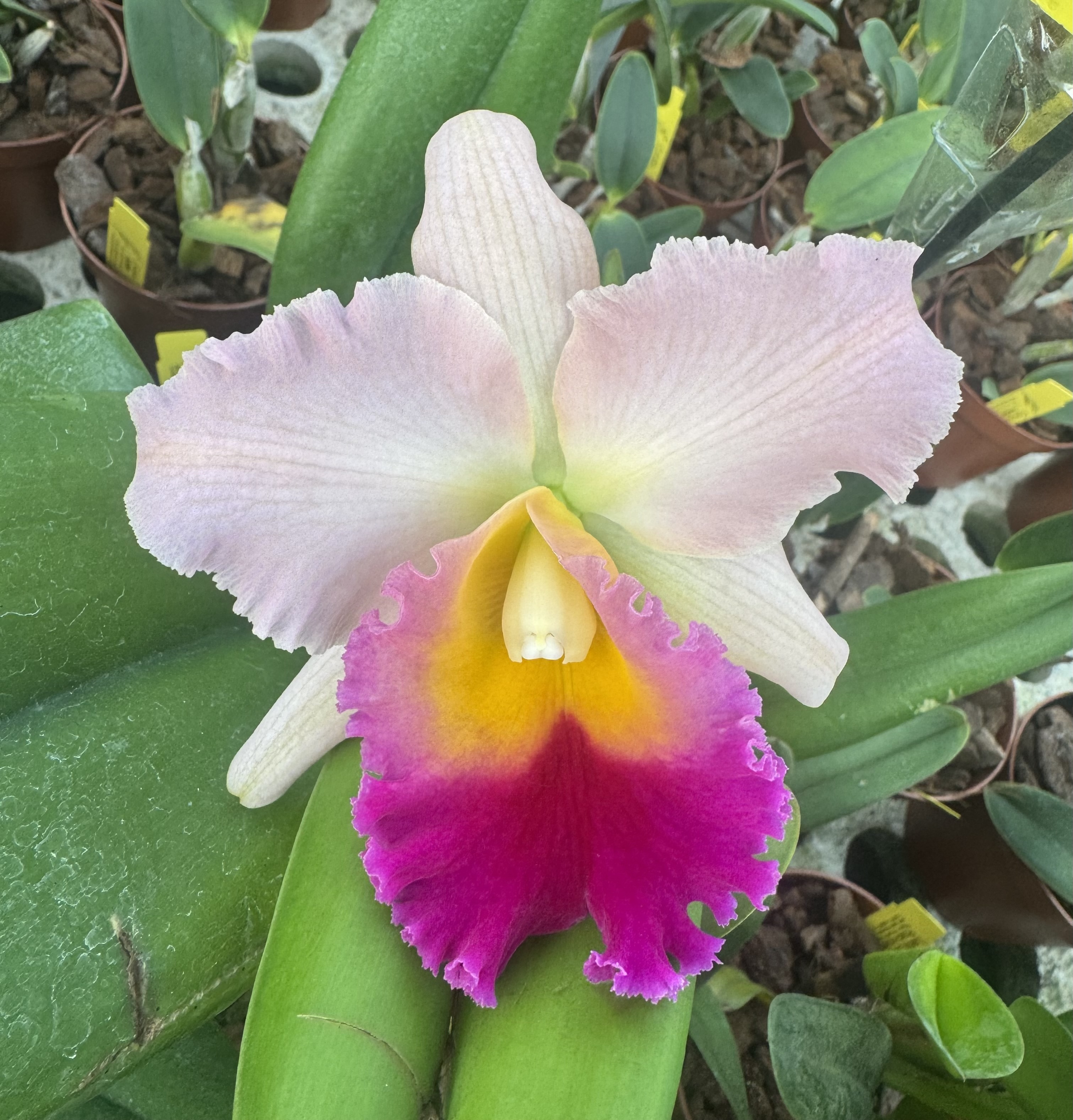 Blc. (Chyong Guu Chaffinch x Queen of Carnival)