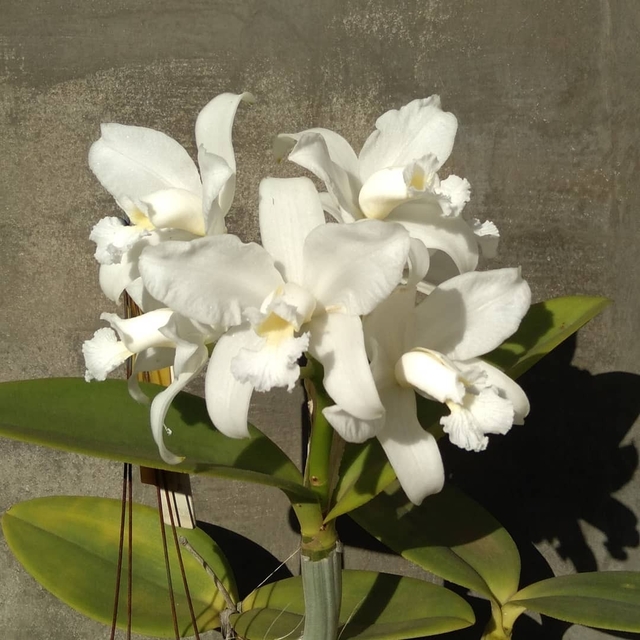 Cattleya amethystoglossa var. Alba
