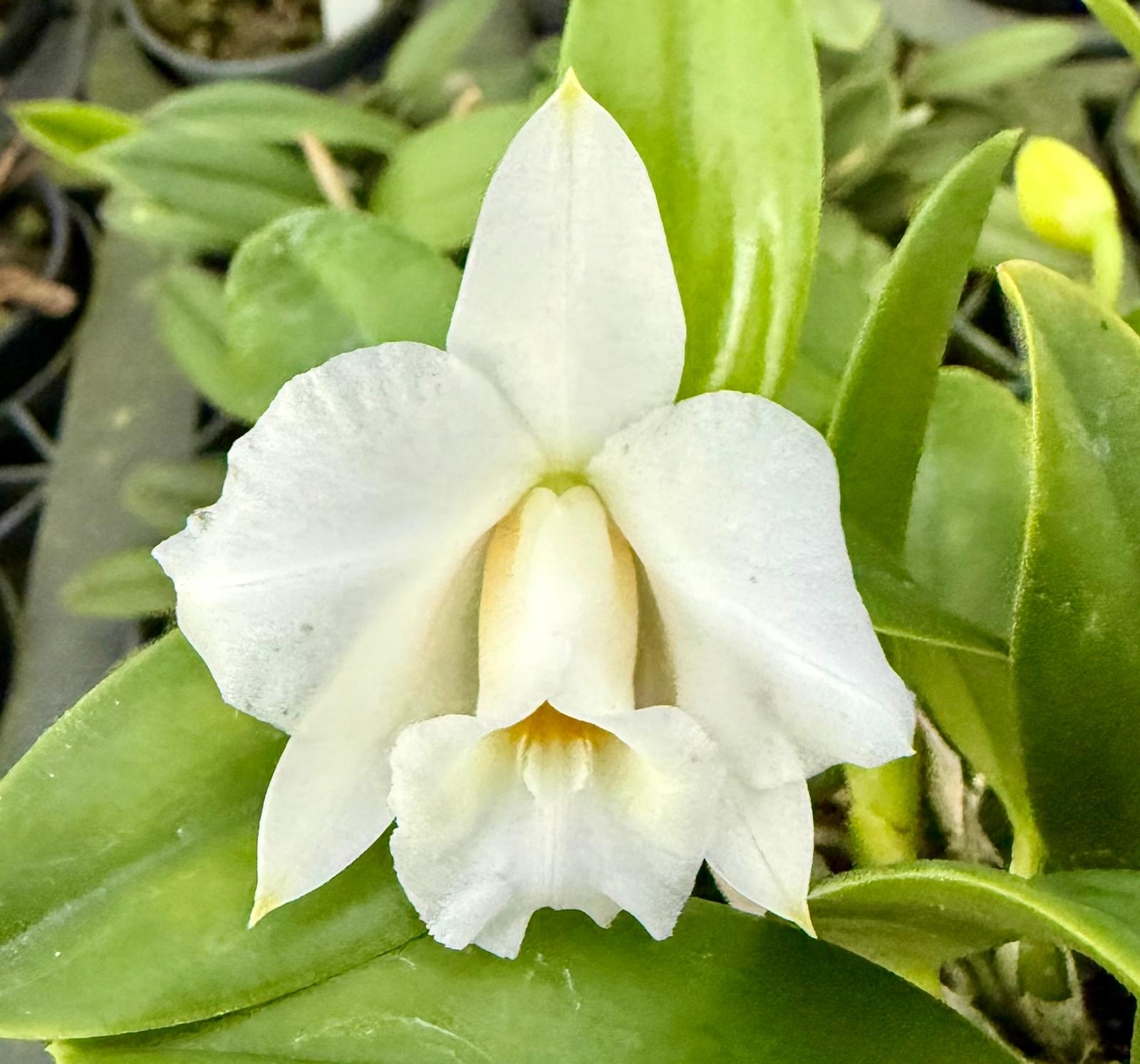 Laelia alaorii var. Alba