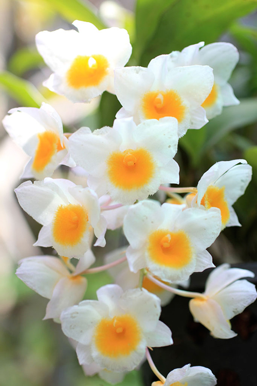 Dendrobium farmeri