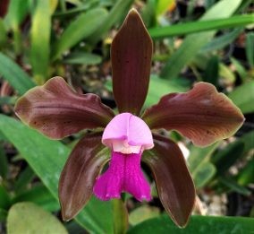 Cattleya leopoldii var. Vinicolor
